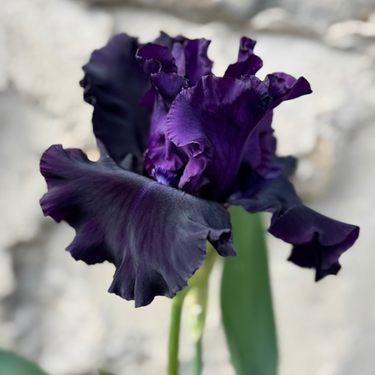 Bearded Iris 'All Night Long', 2004 introduction, Bloom at Firefly Farm & Mercantile, 2025